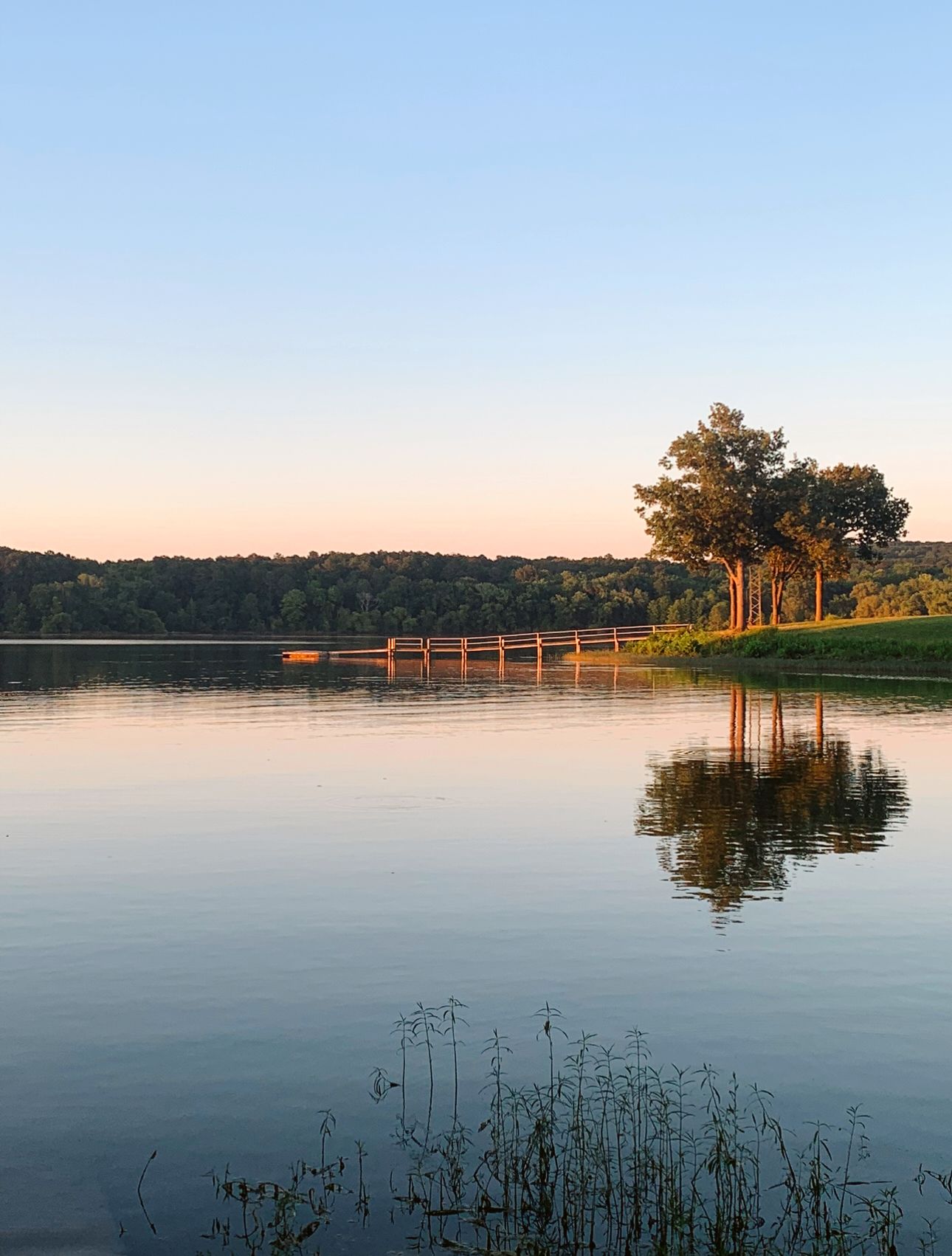 Still lake scene at sunset, with a tree reflecting on the water, dock in the distance, and trees on the horizon.
