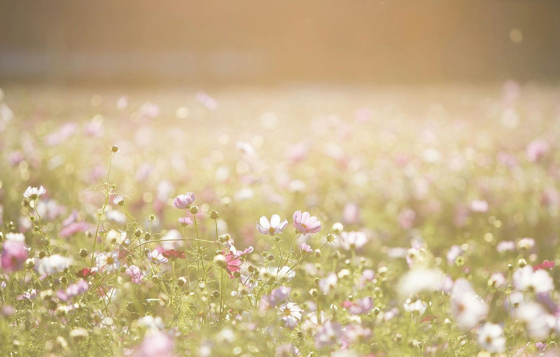 Field of pink and white flowers in soft focus, bathed in sunlight.
