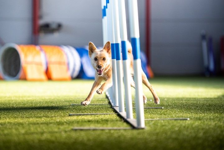 A tan dog weaves through white and blue agility poles on green turf, with an orange and blue tunnel in the background.