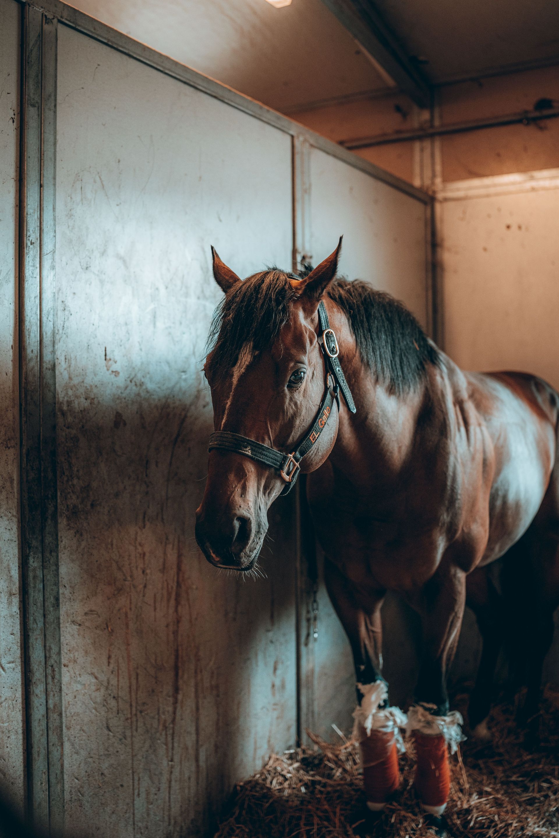 Veulentje, jonge paarden opvoeden, veulen ABC