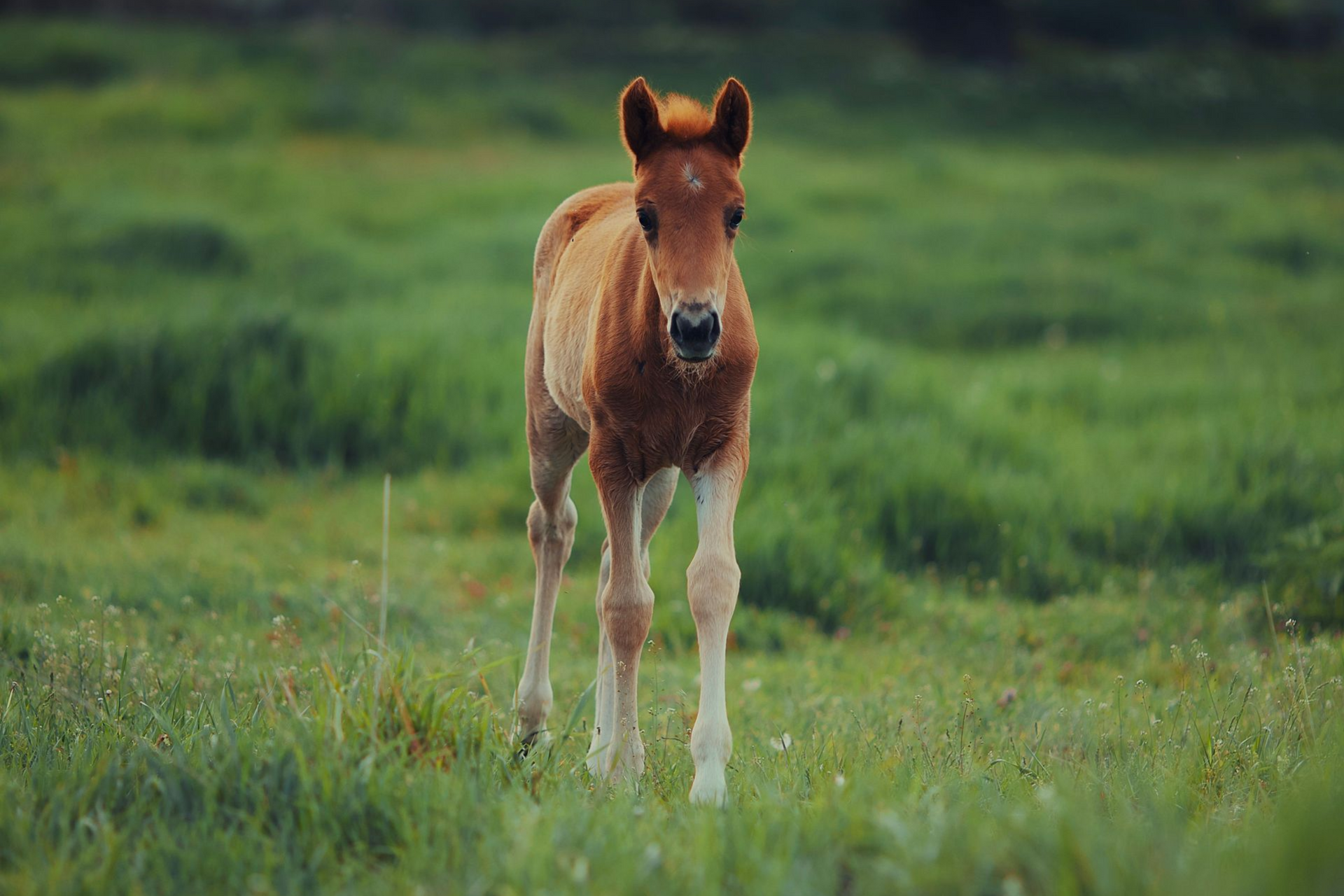 Veulentje, jonge paarden opvoeden, veulen ABC