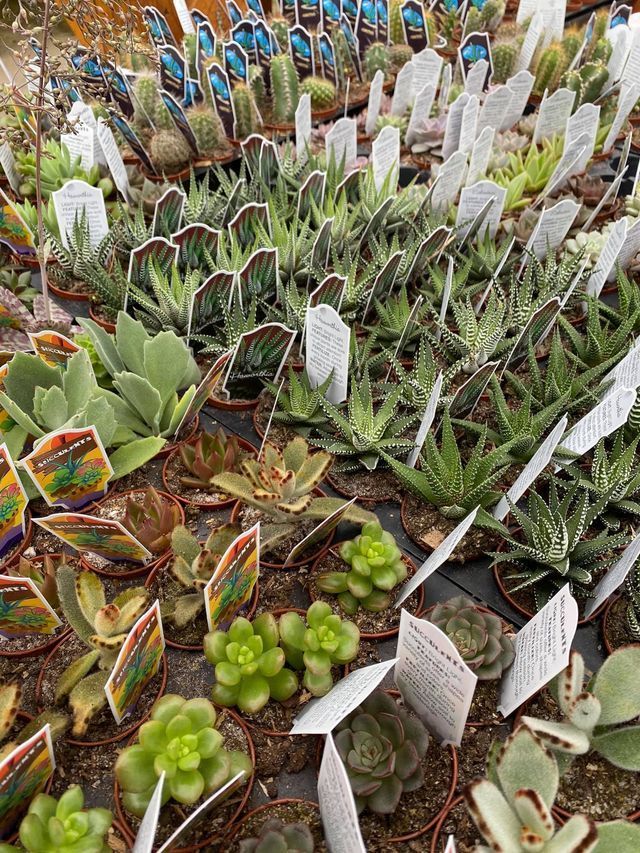 A Bunch of Succulents Are Sitting on Top of Each Other on A Table | Bentonville, AR | Bogle's Garden City