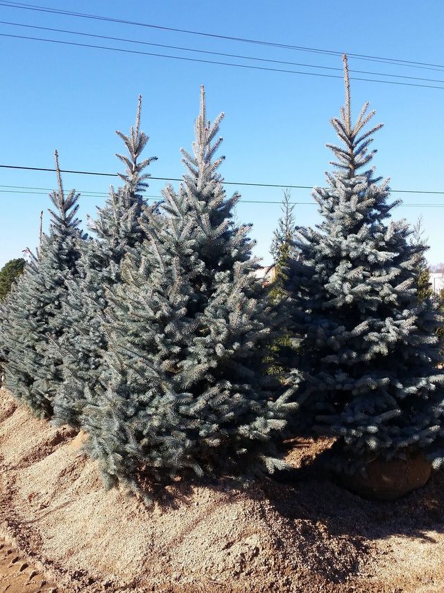 A Row of Christmas Trees in A Dirt Field | Bentonville, AR | Bogle's Garden City