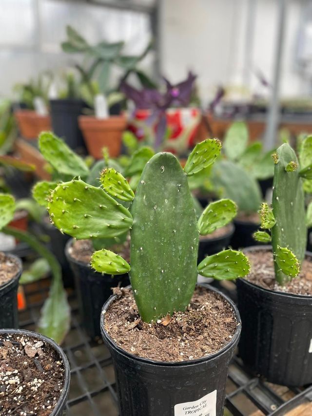 A Group of Potted Cactus Plants Sitting on Top of A Shelf | Bentonville, AR | Bogle's Garden City