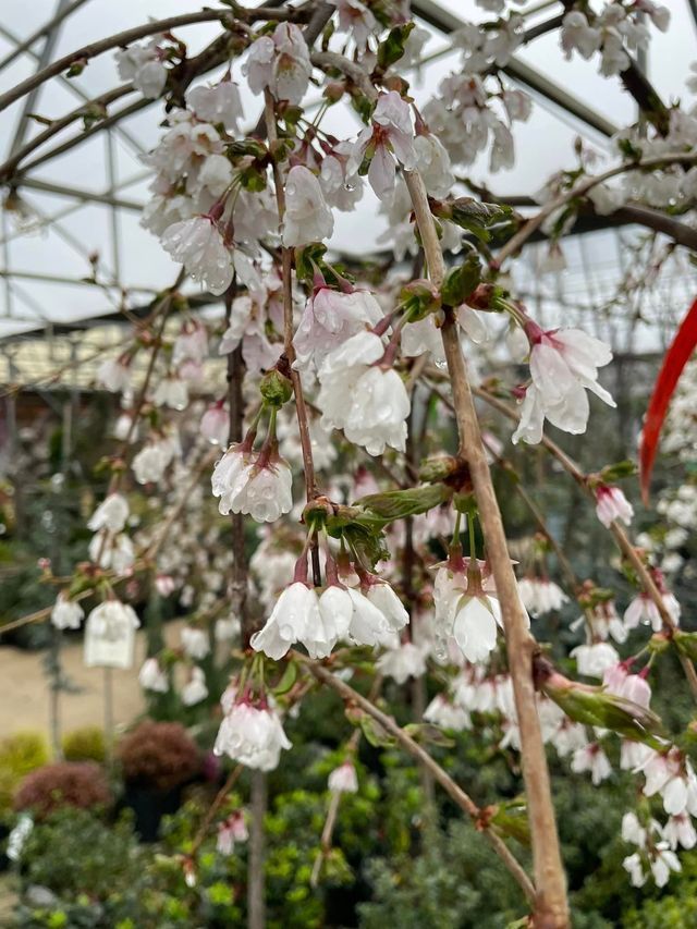 Cherry Blossom Tree with White Flowers in A Greenhouse | Bentonville, AR | Bogle's Garden City