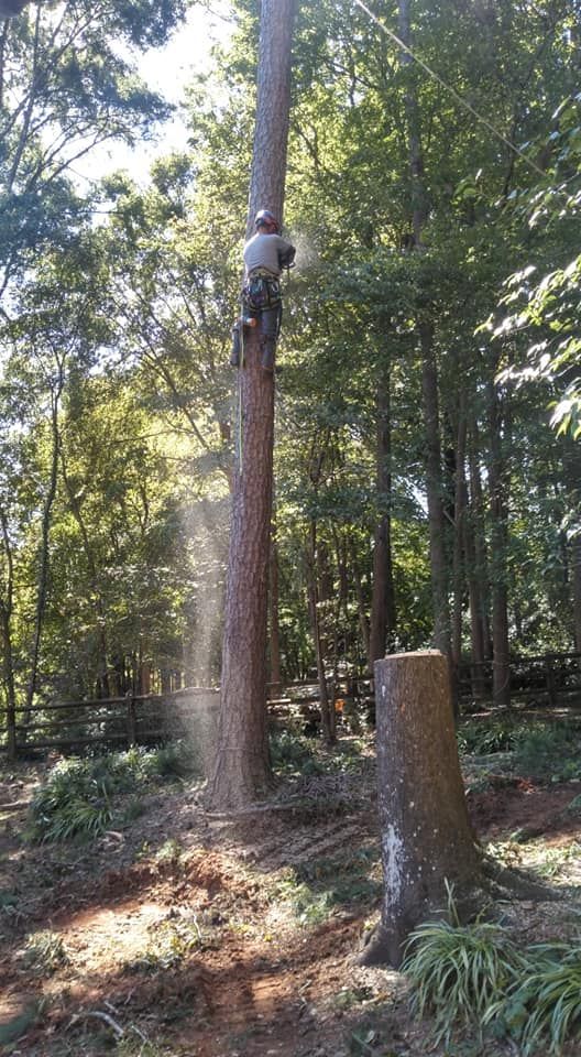 stump grinding waxhaw nc stump grinding waxhaw nc
