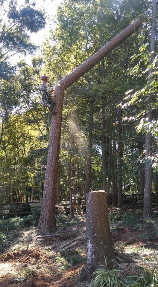 stump grinding services waxhaw nc stump grinding services waxhaw nc