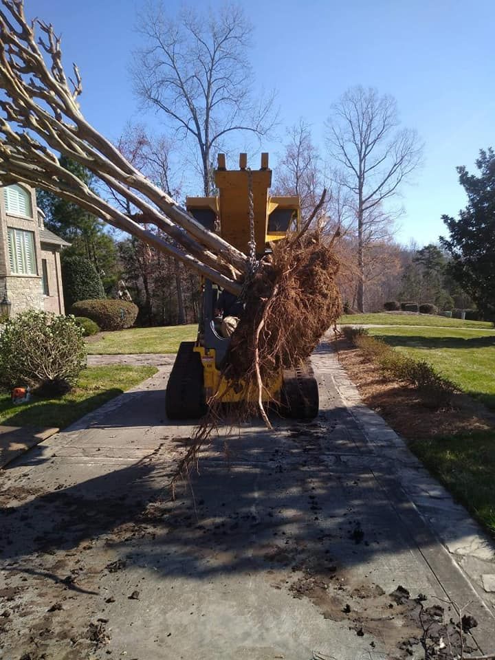 tree services near me
