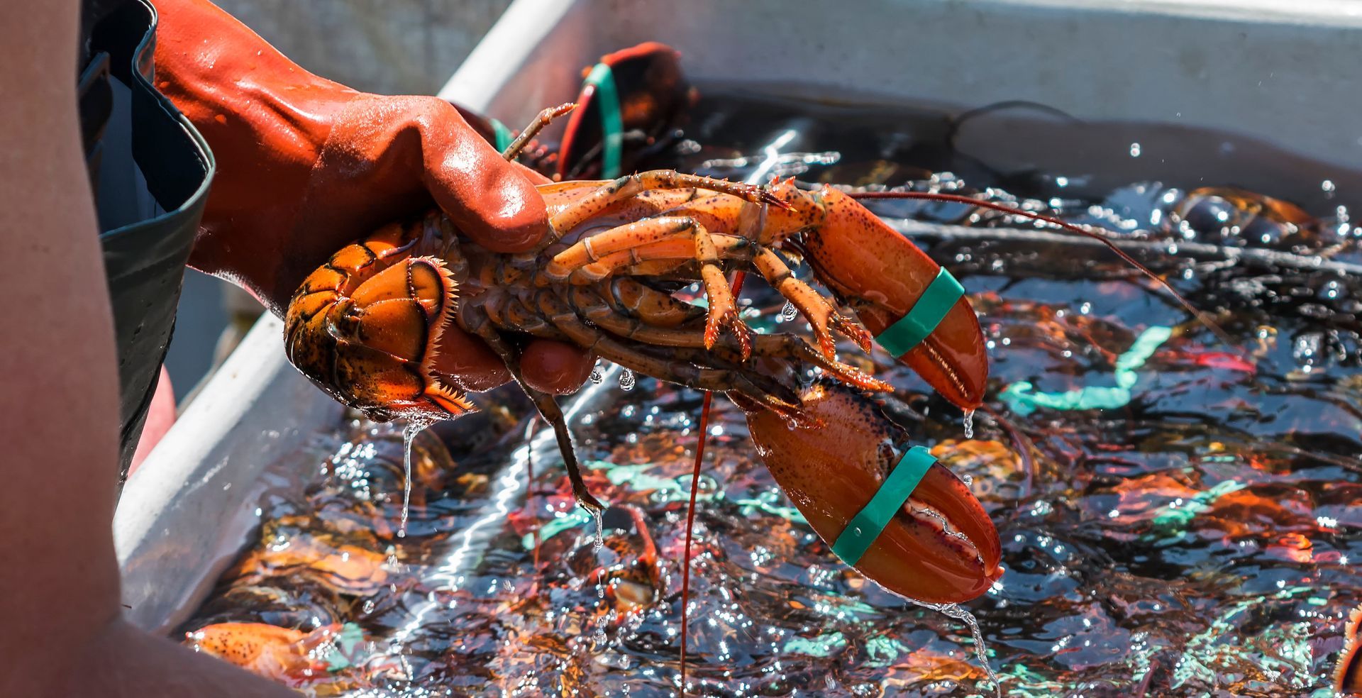 A person is holding a lobster in a tub of water.