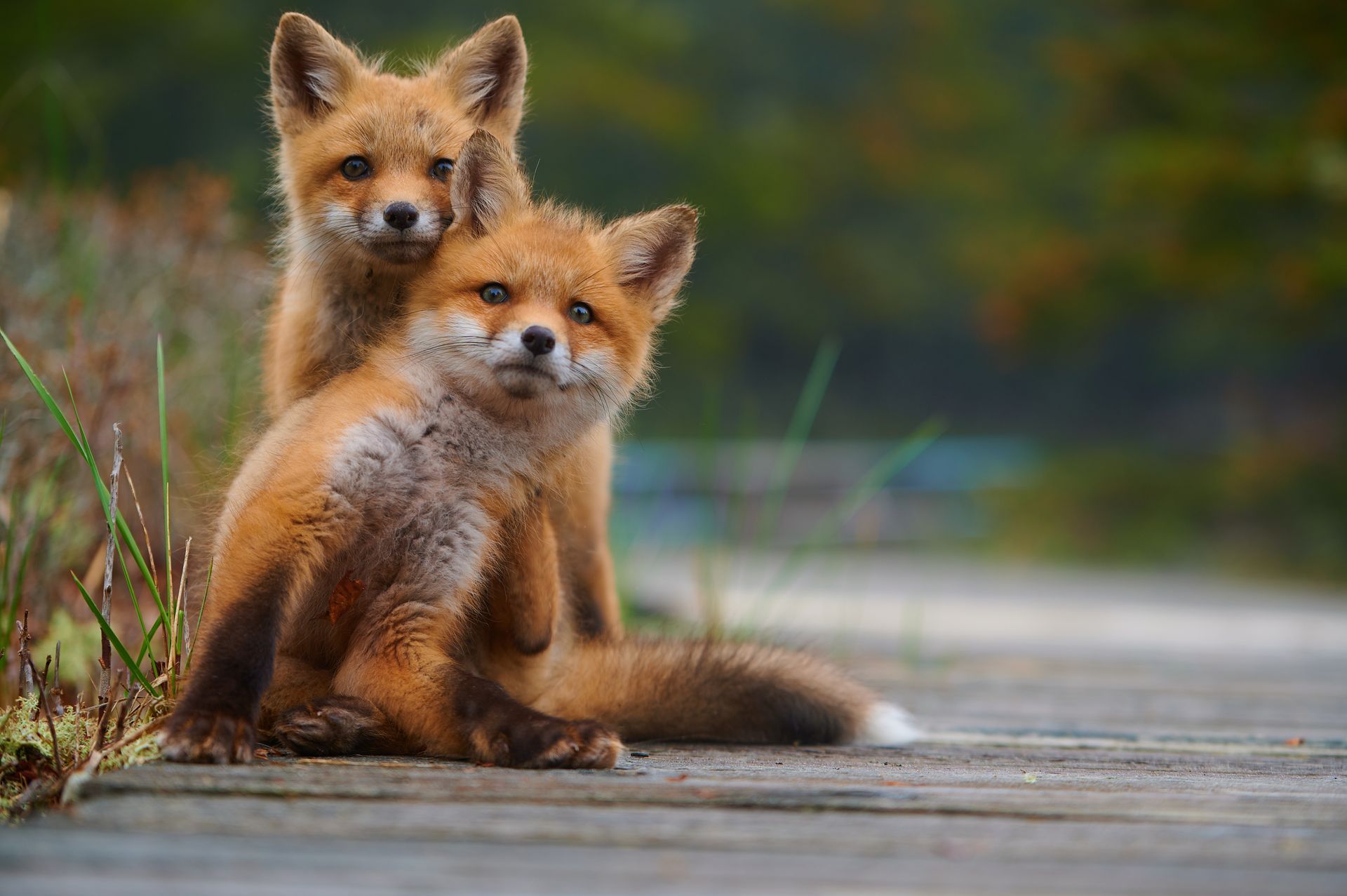 Two red fox cubs are sitting on a wooden dock.