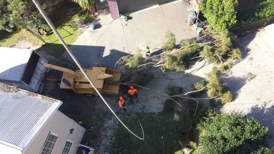 Tree Removal Service — Rainbow Flat, NSW — Tree Solutions NSW