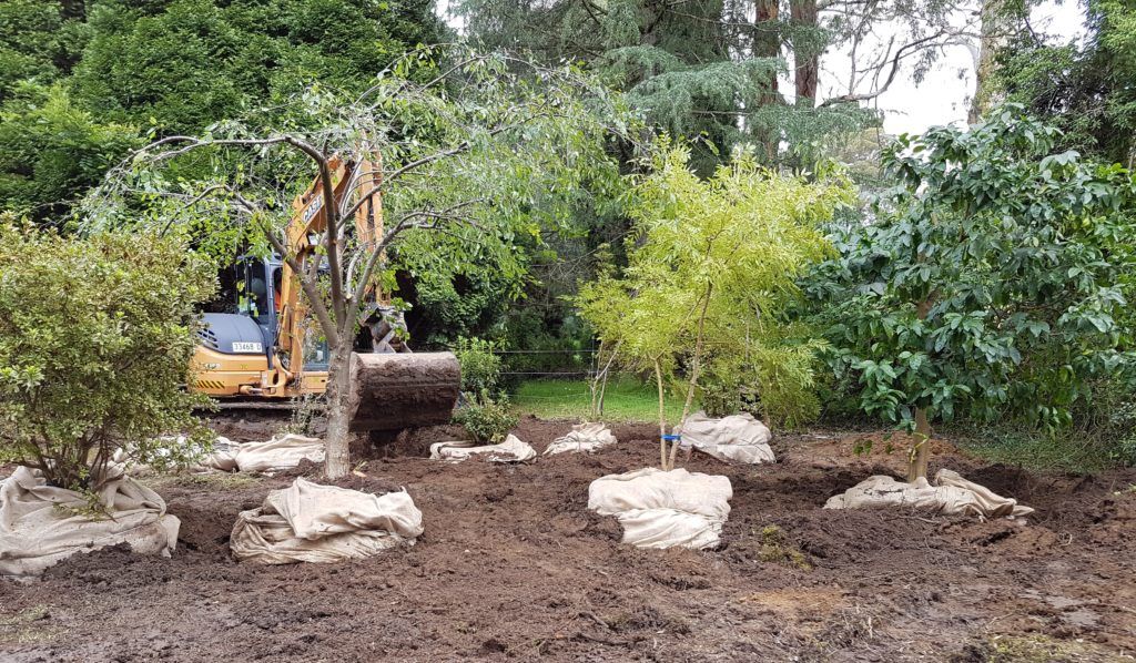 Tree Removal — Rainbow Flat, NSW — Tree Solutions NSW
