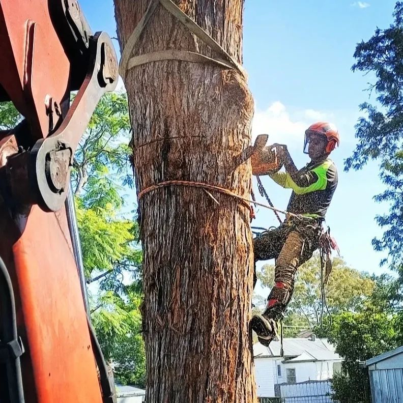 Trees— Rainbow Flat, NSW — Tree Solutions NSW