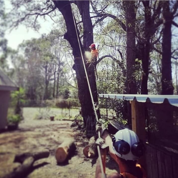 Man Climbing a Tree — Rainbow Flat, NSW — Tree Solutions NSW