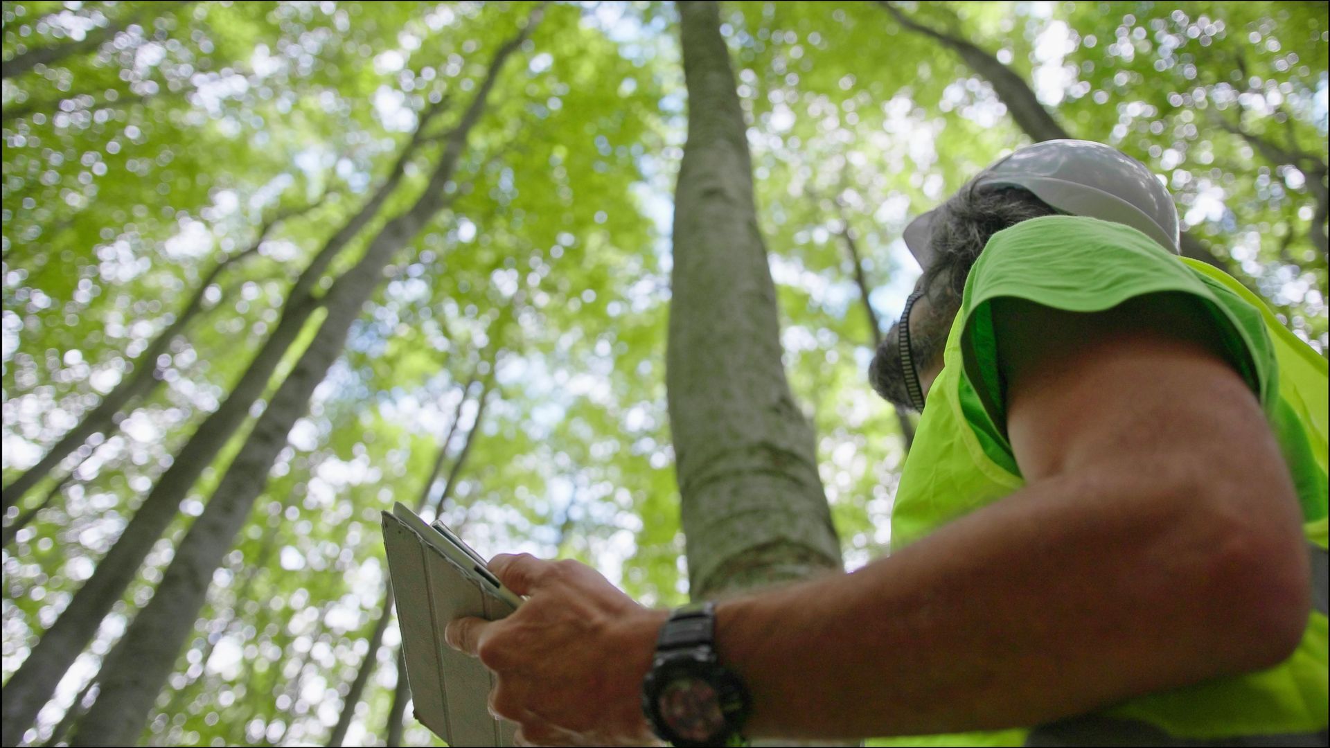 Worker Checking the Tree — Rainbow Flat, NSW — Tree Solutions NSW
