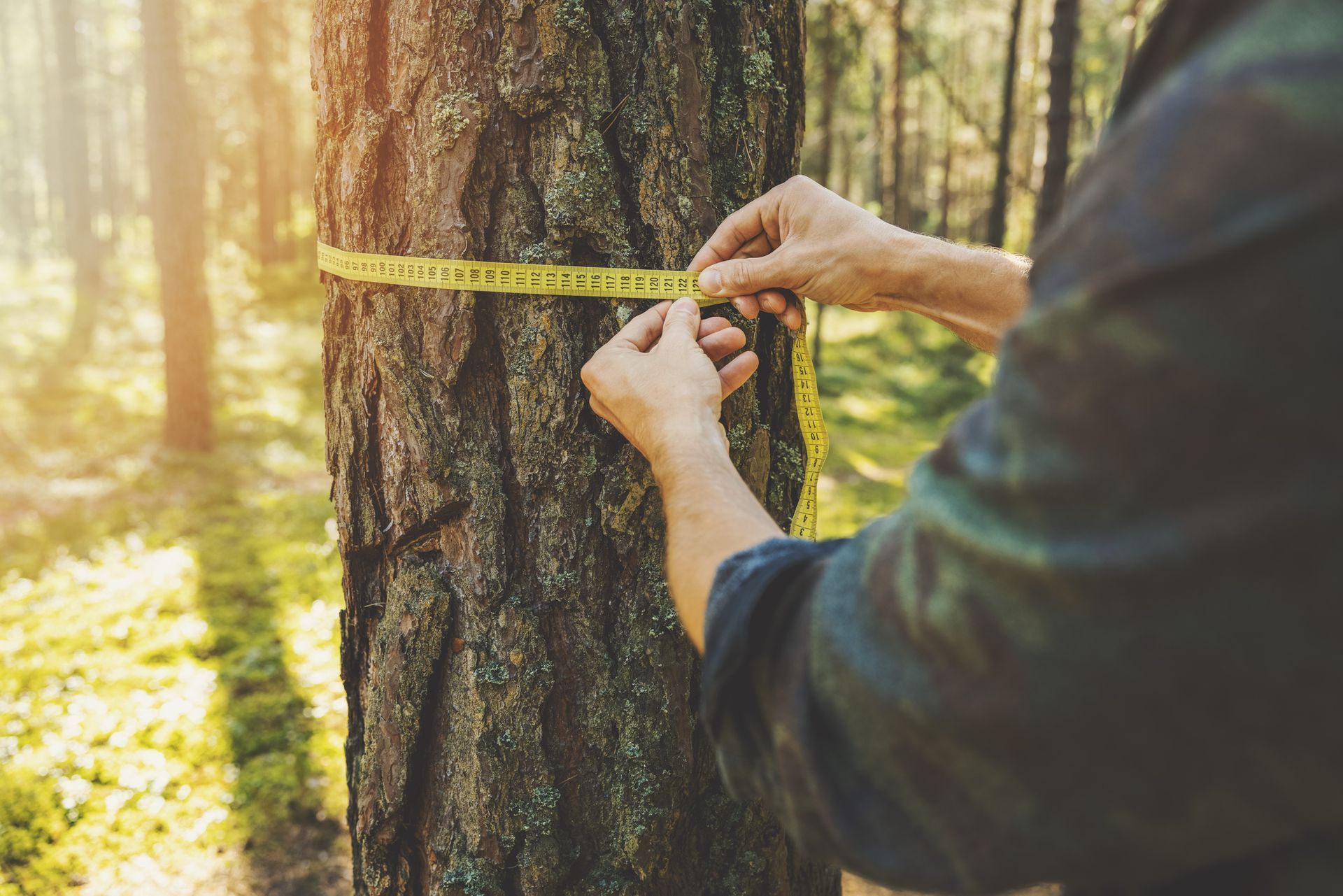Man Examining the Tree — Rainbow Flat, NSW — Tree Solutions NSW