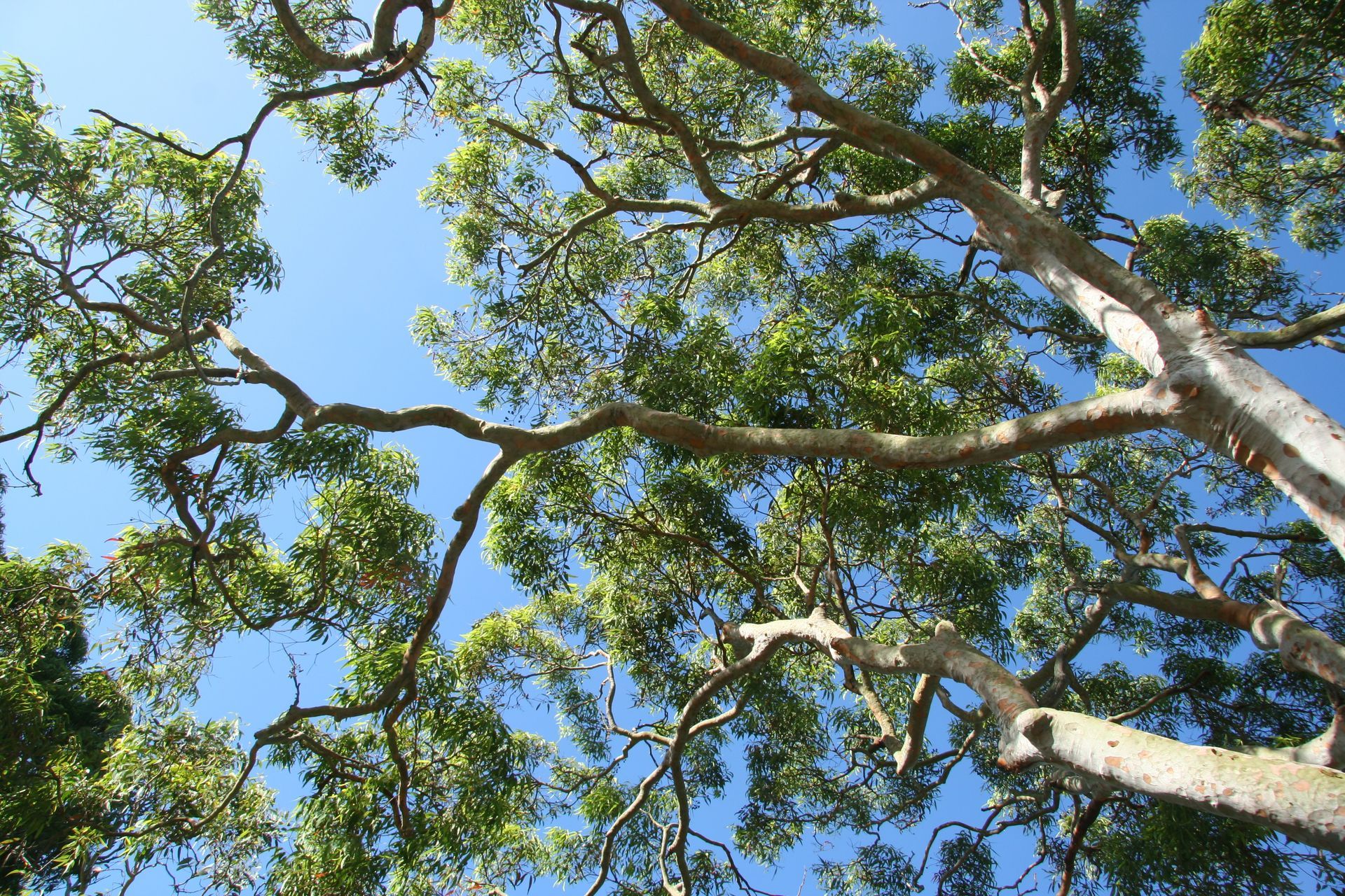 Big Tree — Rainbow Flat, NSW — Tree Solutions NSW