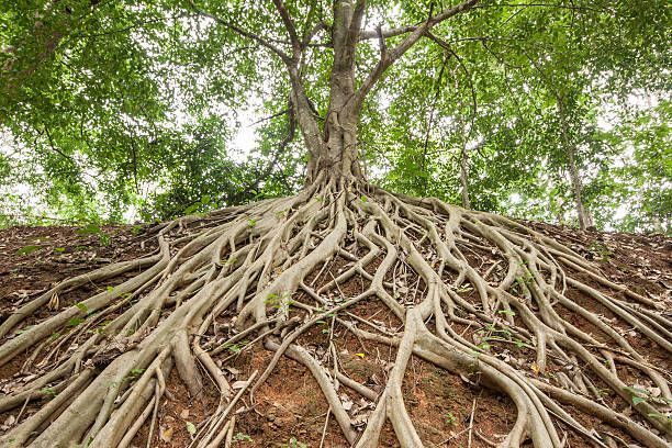 Closeup View of Tree Root — Rainbow Flat, NSW — Tree Solutions NSW
