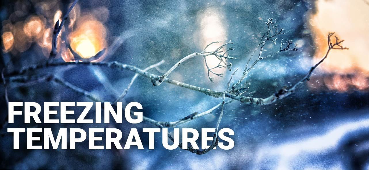 A picture of a tree branch with the words freezing temperatures below it