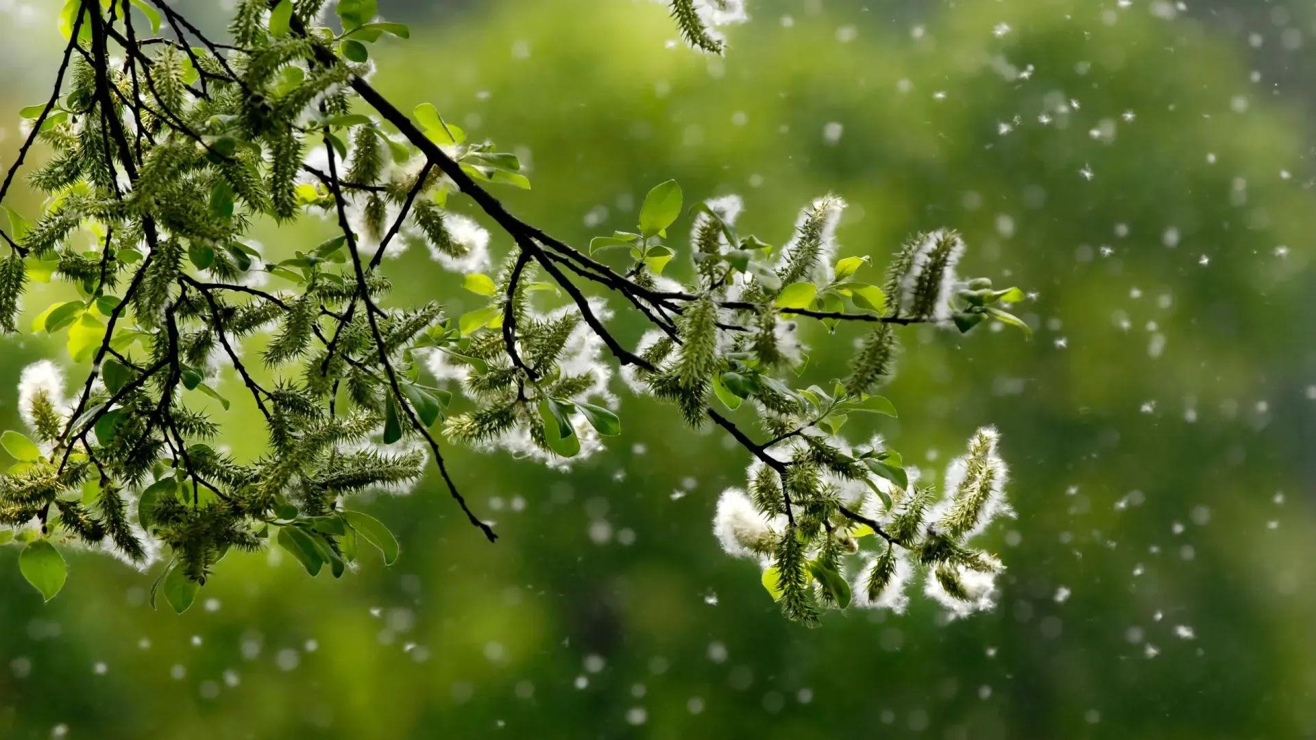 A tree branch with white flowers and green leaves