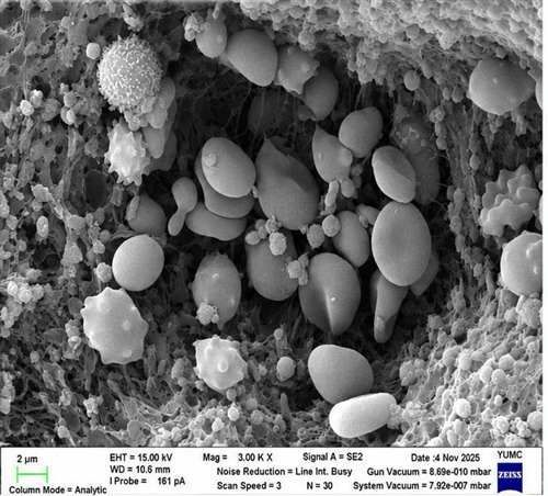 SEM: cells within porous fibrin matrix