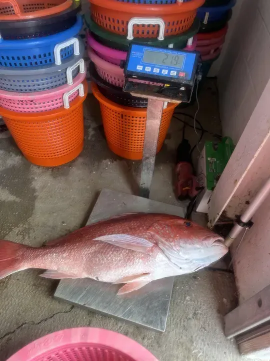 Large silver-red fish on a floor scale beside stacked orange baskets in a market area