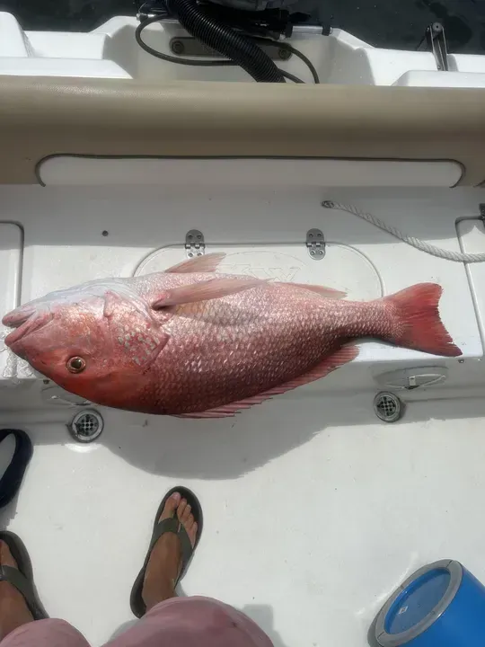 Large pink fish on a boat deck beside a person’s feet and a blue bucket.