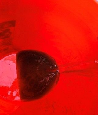 Dark brown shell inside a bright red bucket of water