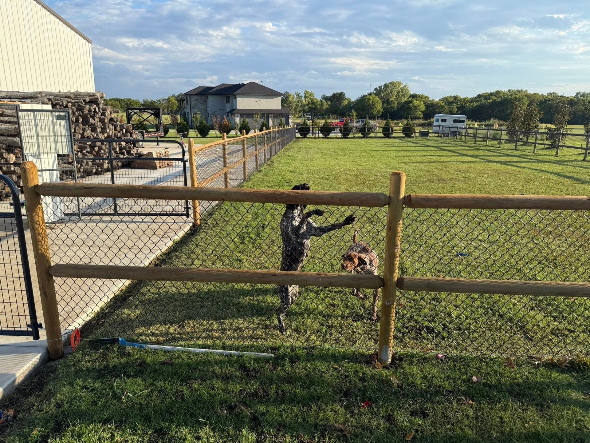 Two small dogs standing at a chain-link fence in a sunny grassy yard