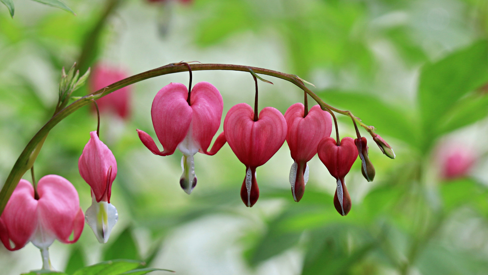 Pink heart-shaped flowers hanging from a green stem, title 