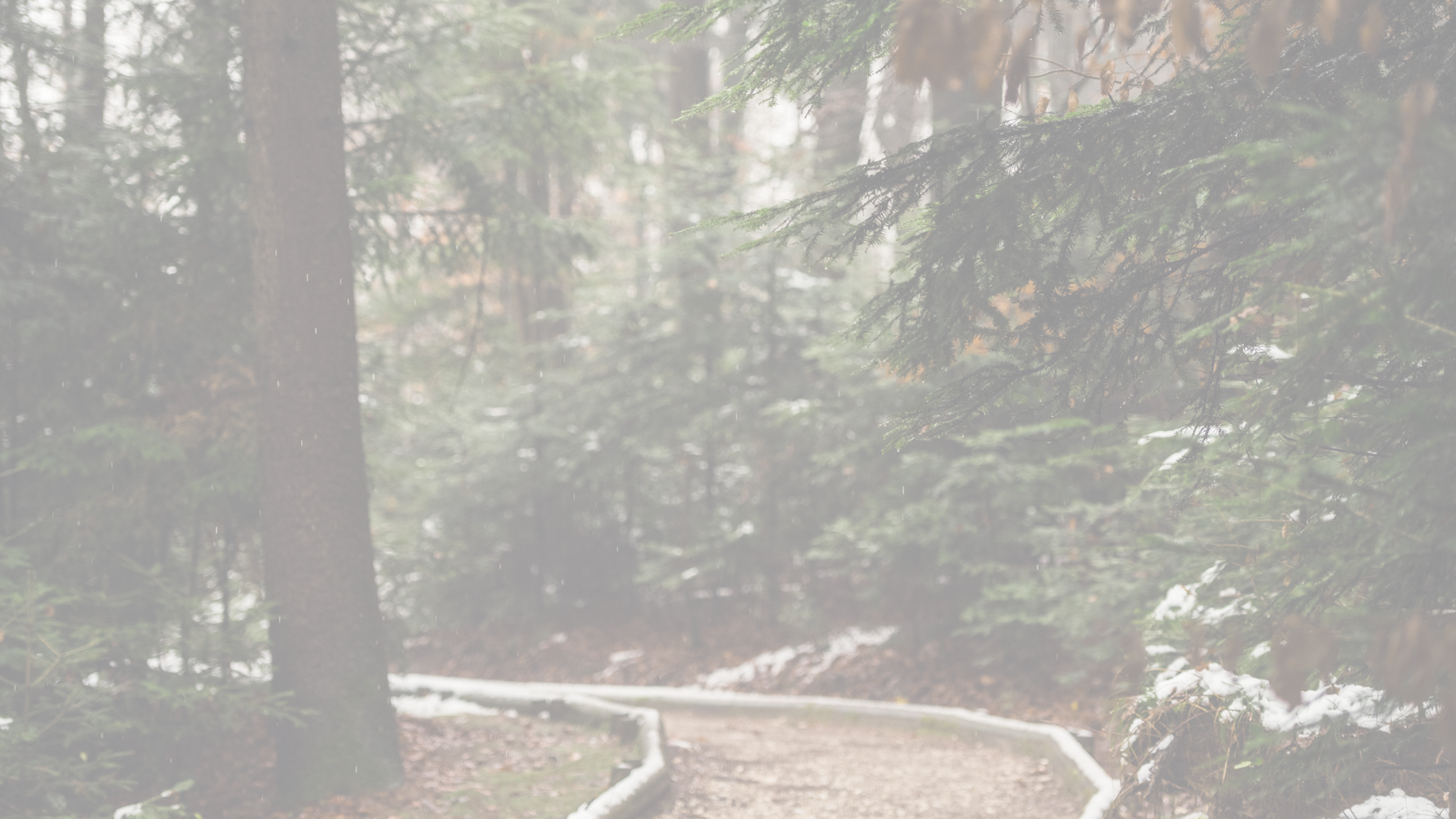 Wooden pathway winds through snow-dusted forest with tall trees.