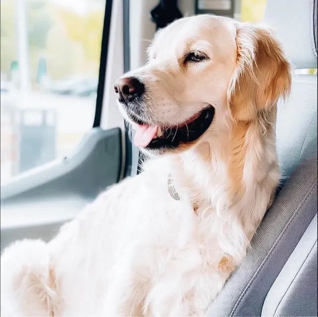 Sugar (dame) golden retriever