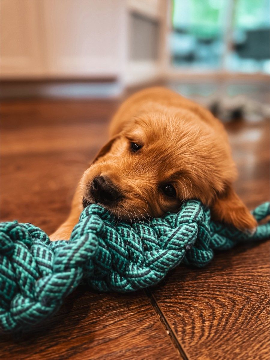 golden retriever puppy