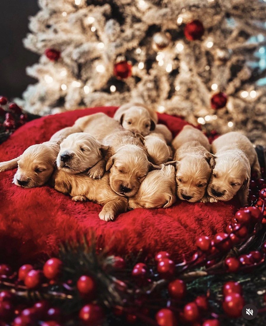 golden retriever puppies at holiday time