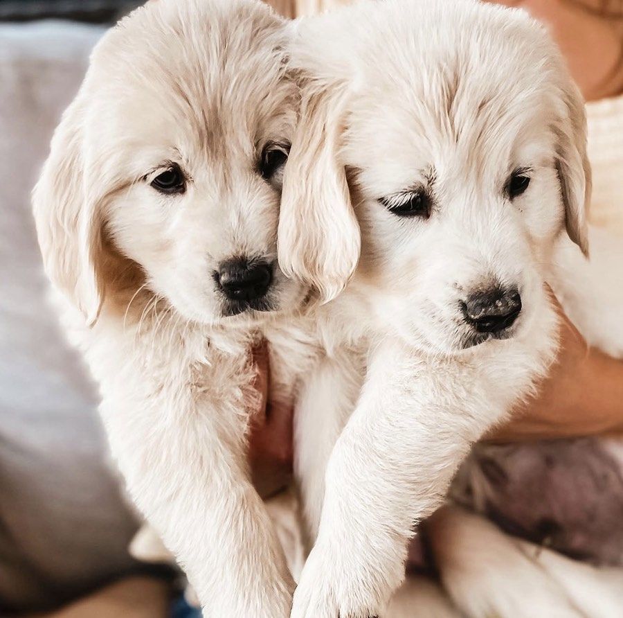 golden retriever puppies