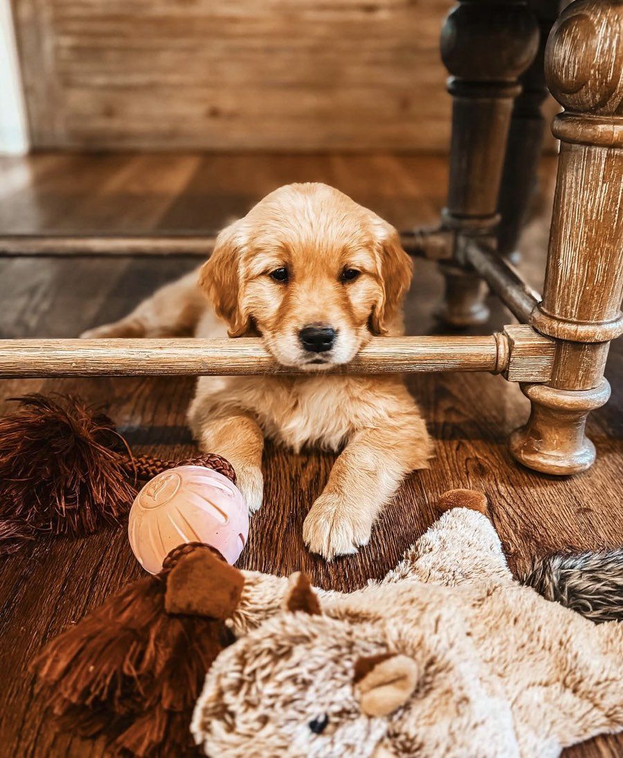 golden retriever puppy