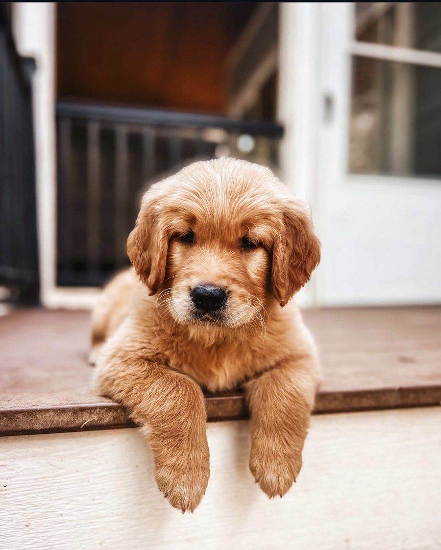 golden retriever puppy
