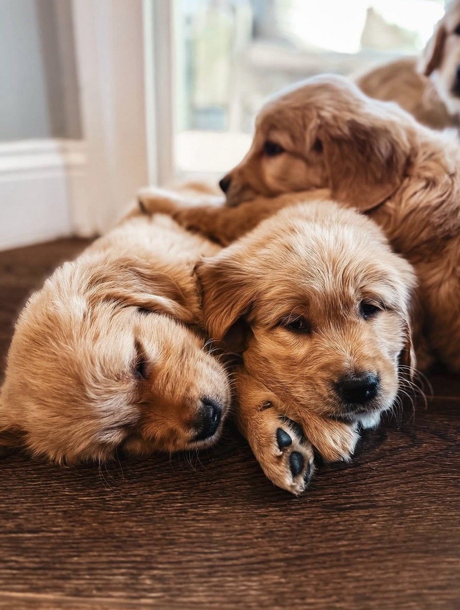 golden retriever puppies