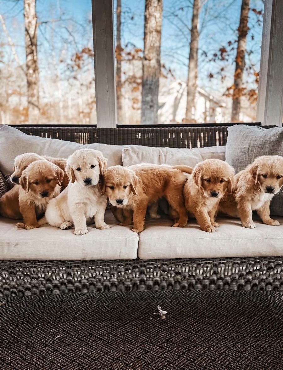 golden retriever puppies