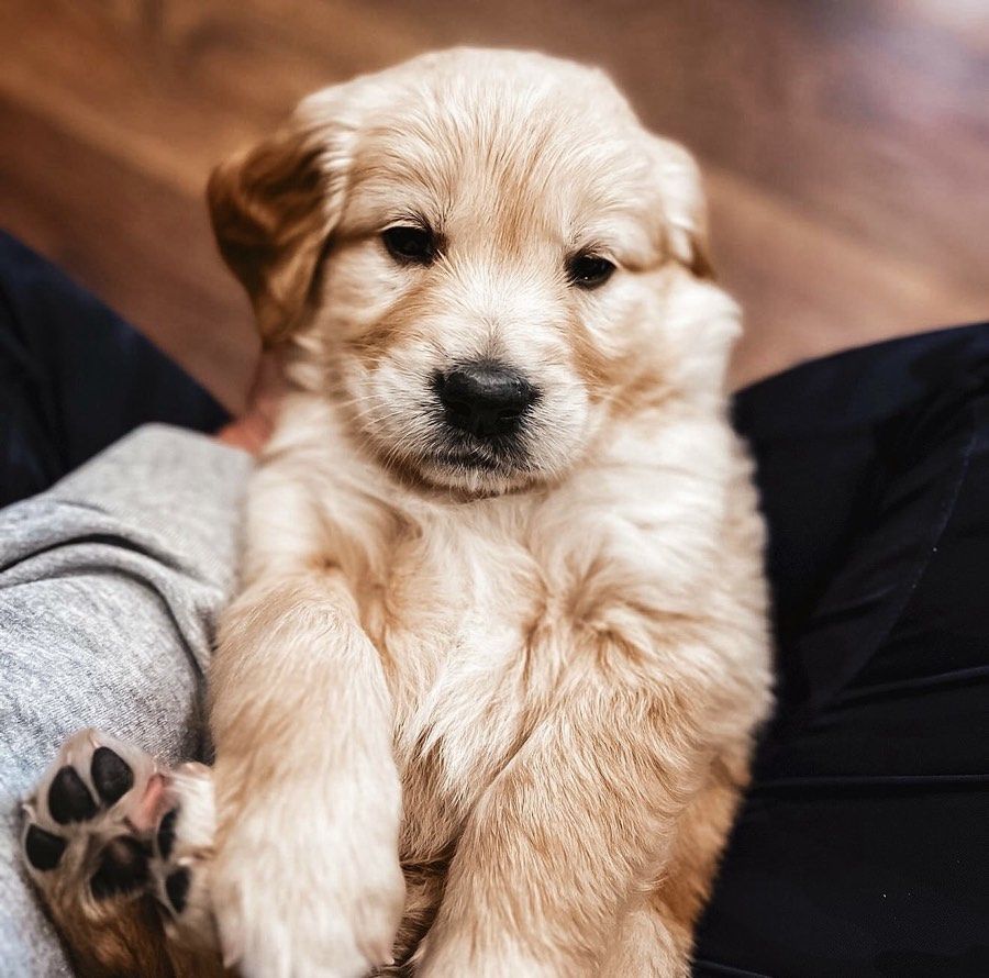 golden retriever puppy
