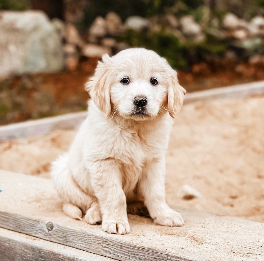 golden retriever puppy