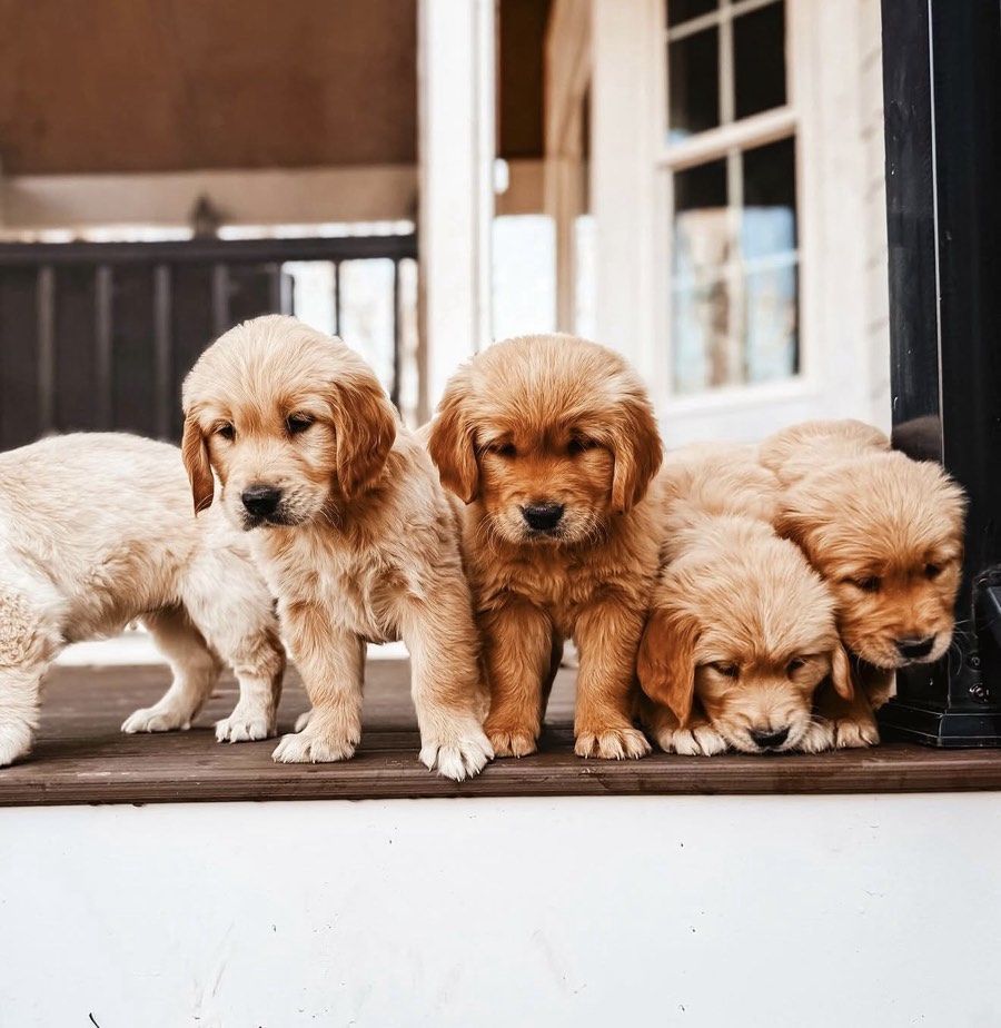 golden retriever puppies