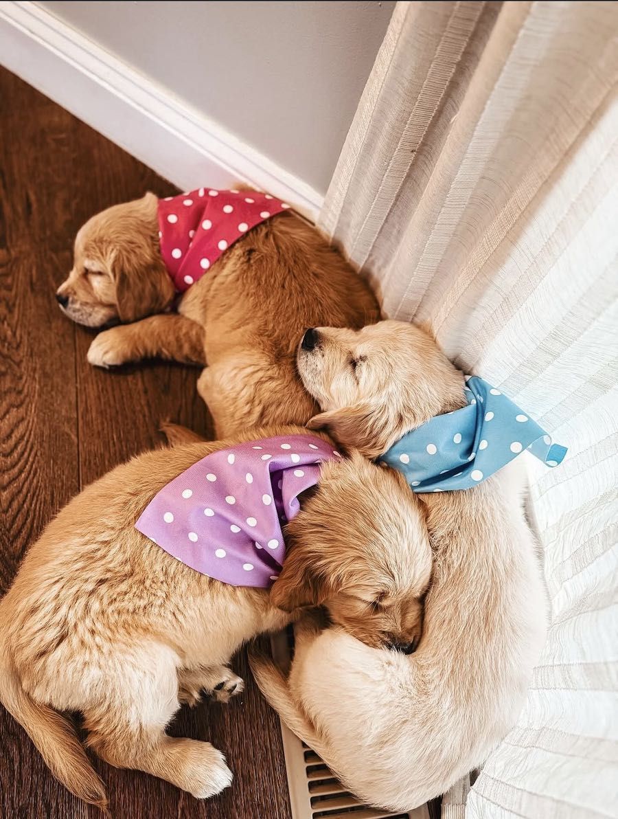 Golden retriever puppy #1