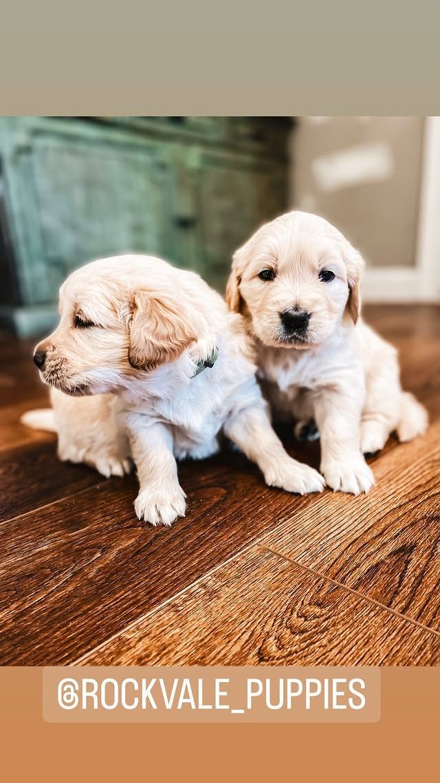 white golden retriever puppy