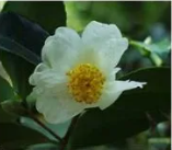 A close-up view of a white camellia flower with a vibrant yellow center, surrounded by dark green leaves.