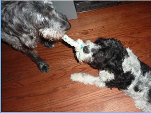 A gray dog and a black-and-white dog play tug-of-war with a rope toy on a wood floor.