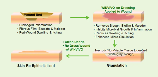 A flow chart shows the four-stage wound healing process using WINVIVO dressings to move from inflammation to recovery.