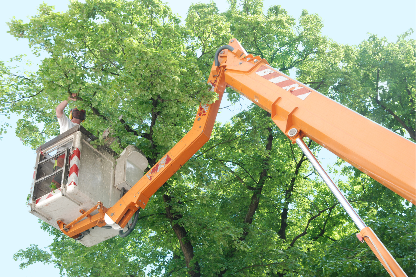 A person works from an elevated bucket lift, trimming branches in a leafy green tree against a clear sky.