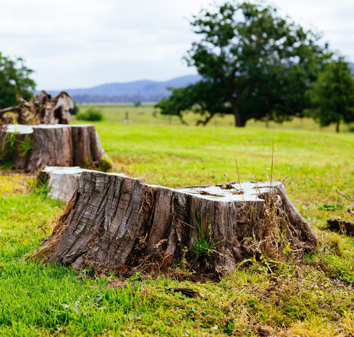 Two weathered tree stumps sit in a grassy field, with a large, distant tree and hazy blue mountains in the background.