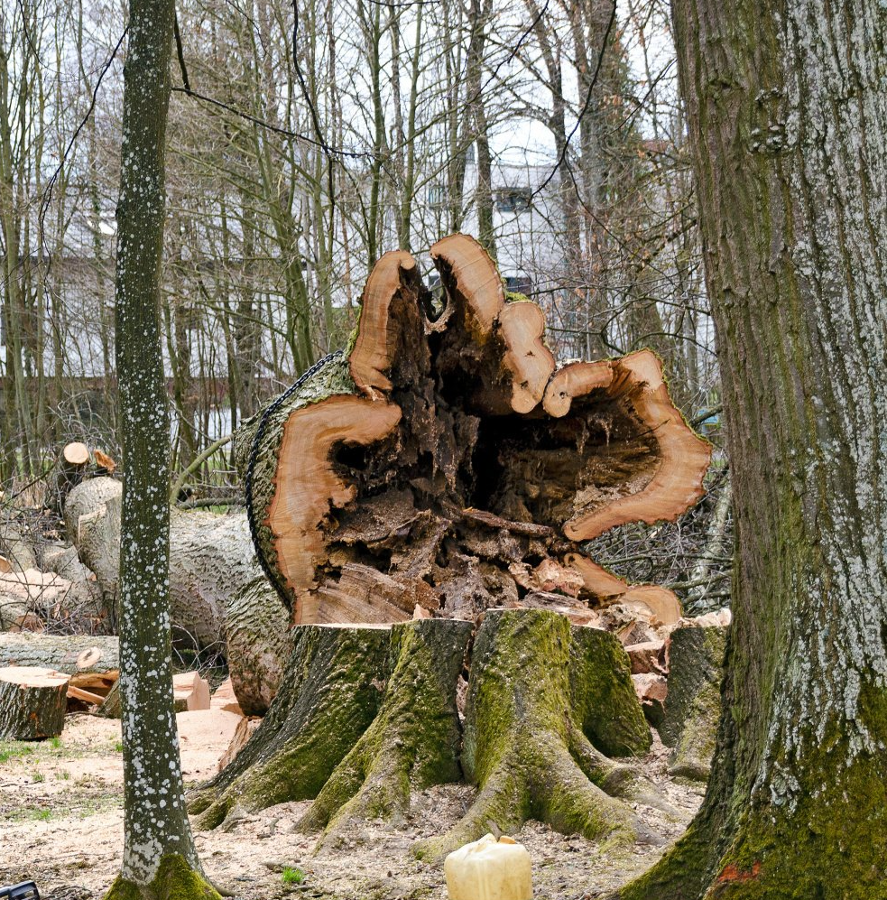 A large, moss-covered tree stump with a hollow, decaying center sits in a forest clearing next to cut logs.